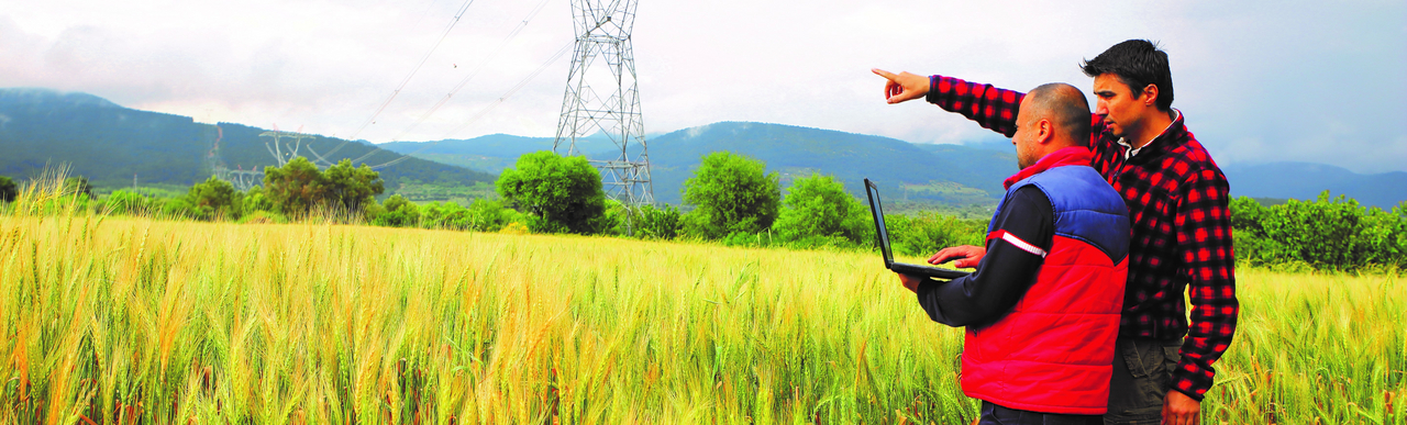 Two Farmer with laptop in wheat field